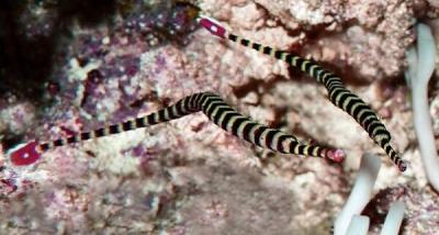 1485272216_doryrhamphus-dactyliophorus-3.jpg