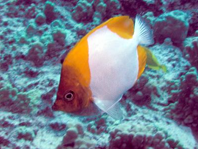 Pyramid_Butterflyfish (2).jpg