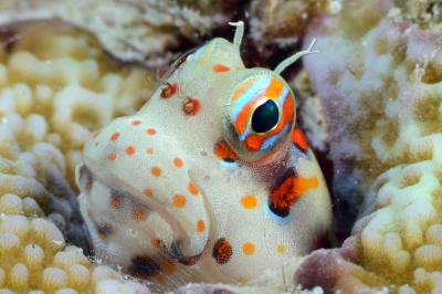 BlenniellChrysospil6DavidBurdick.jpg