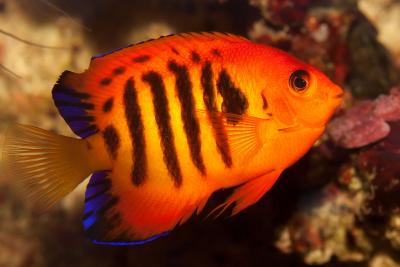 1280px-Flame_angelfish_(Centropyge_loricula).jpg