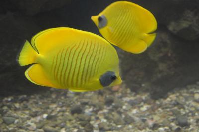 Chaetodon_semilarvatus_at_Red_Sea_Aquarium_by_Hatem_Moushir.jpg
