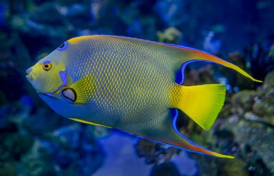 Queen_Angelfish.jpg