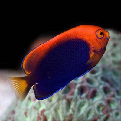 centropyge-acanthops.jpg