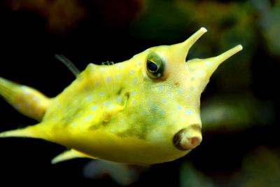 blue-spotted-cowfish-swimming-in-coral-reef-9tztr9nn755mwtrv.jpg