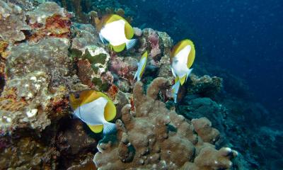 2560px-Pyramid_Butterflyfishes_(Hemitaurichthys_polylepis)_(6130320478).jpg