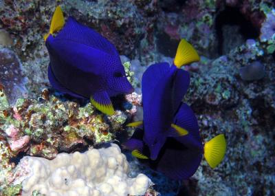 PER29 Zebrasoma xanthurum PB159136.jpg