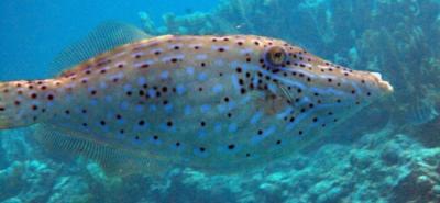 Aluterus_scriptus.jpg