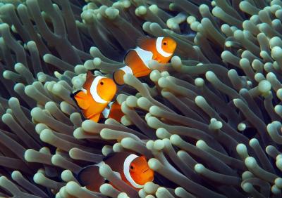 Amphiprion_ocellaris_356061520.jpg