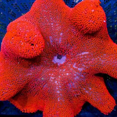 stichodactyla-gigantea-ultra-red-red-carpet-anemone-170031512.jpg