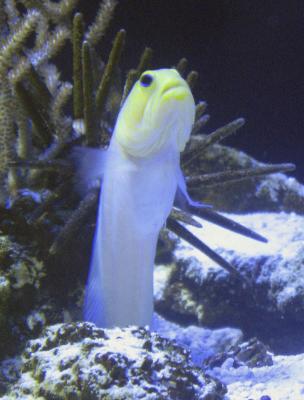 Opistognathus_aurifrons.jpg