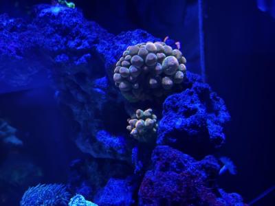 IMG_5239.jpeg