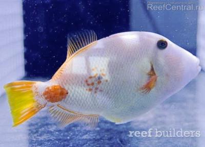 albino-triggerfish-5-1.jpg