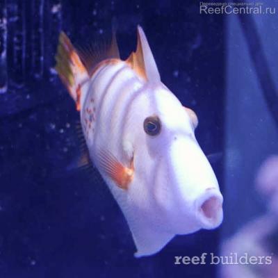 albino-triggerfish-4.jpg