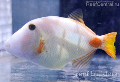 albino-triggerfish-3.jpg