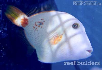 albino-triggerfish.jpg