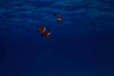 DSC_0667.JPG