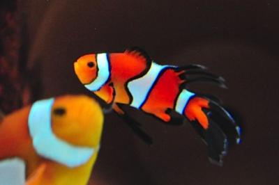 longfin-clownfish-620x412.jpg