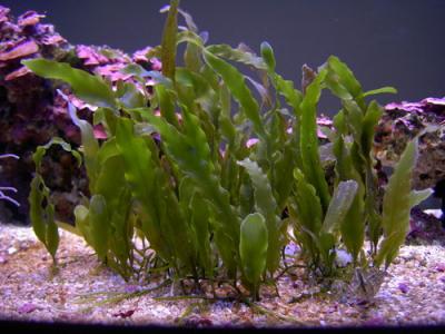 caulerpa prolifera - 1 full quart - decorative live marine plants.jpg