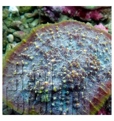 echinophyllia-spp-blue-w-green-spots 7.jpg