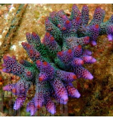 acropora-millepora-purple 2.jpg