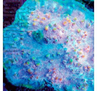 echinophyllia-spp-pink-w-green-spots 6.jpg