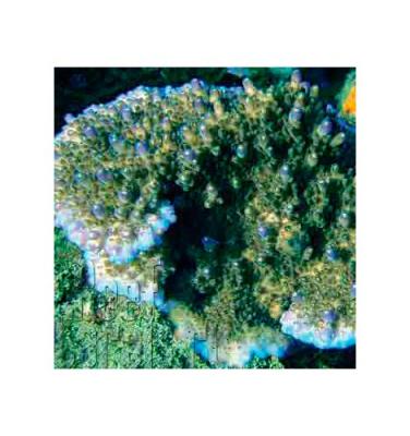 acropora-efflorescens-blue-w-purple-tips.jpg