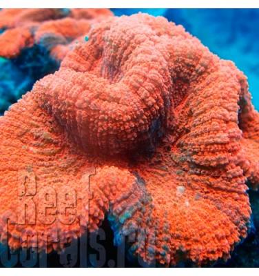 symphyllia-spp-metallic-red.jpg