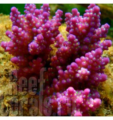 acropora-secale-pink 3.jpg
