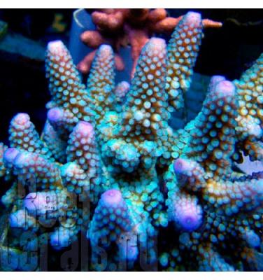 acropora-humilis-blue2.jpg
