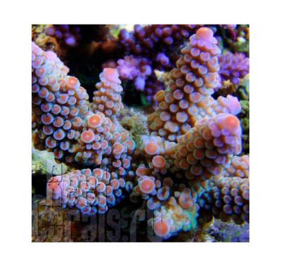 acropora-digitifera-purple-w-red-tips.jpg