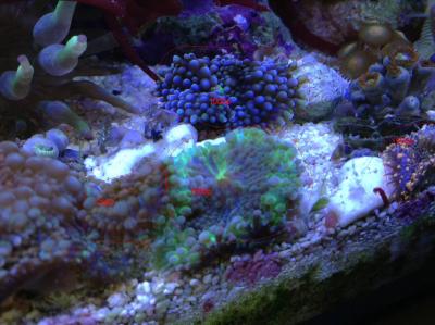 юмы герм и флорида.jpg