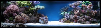 fatherree_mixed_reef_html_m1d687f23.jpg