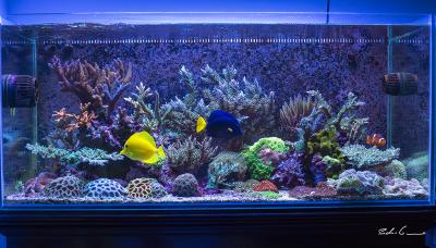 Island_Reef_Canon_2_zps3441eb4f.jpg