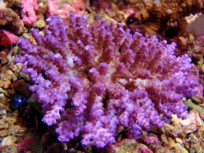 AC.105-Acropora-plana.jpg