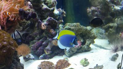 Море. Белогрудый..jpg