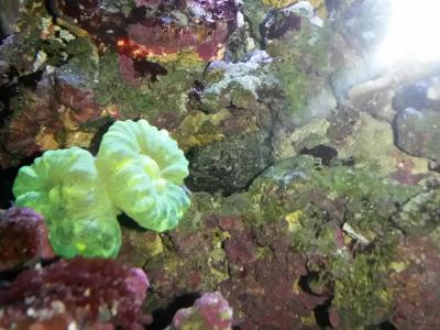 мохнатый краб 007.jpg