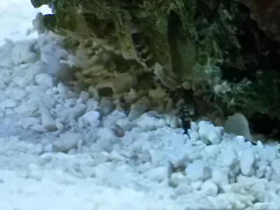 мохнатый краб 004.jpg