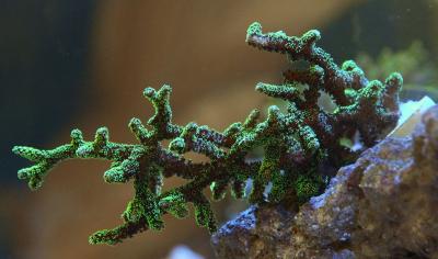 календрум зеленый мин.jpg