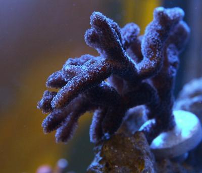 календрум электрик мин.jpg