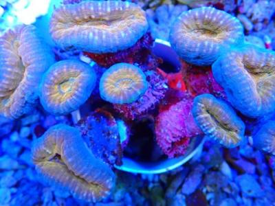 Лобофиллия (2).JPG