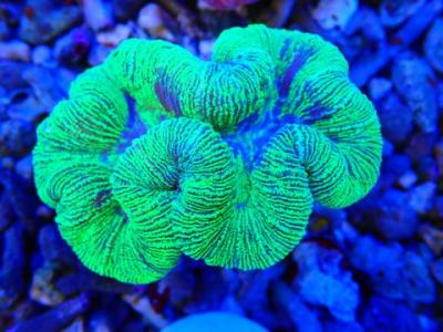 Трахифилия .JPG