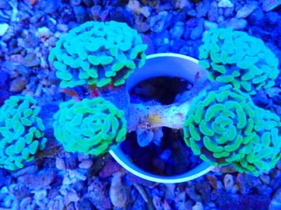 Эуфиллия молоточковая.JPG