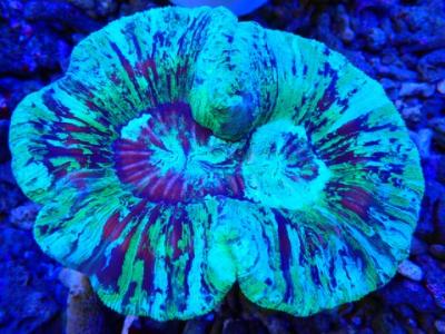 Трахифилия 1.JPG