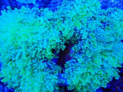 Эуфиллия лягушачья икра.JPG