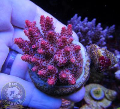 Christmas Mirabilis.jpg