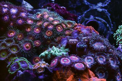 Softy-Zoanthid-Garden.jpg.111f852438025401baef95773b0b090a.jpg