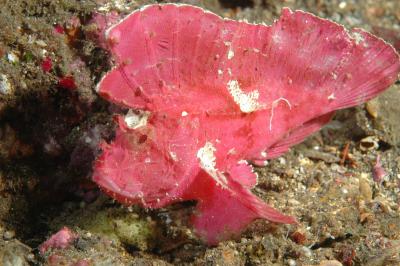 leaf_scorpionfish.jpg