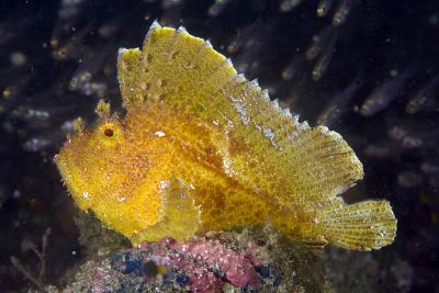 Taenianotus triacanthus, Leaf scorpionfish, Lember Strait IMG_6381.jpg