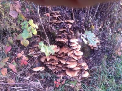 IMG-20181019-WA0008.jpg