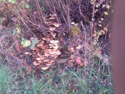 IMG-20181019-WA0007.jpg